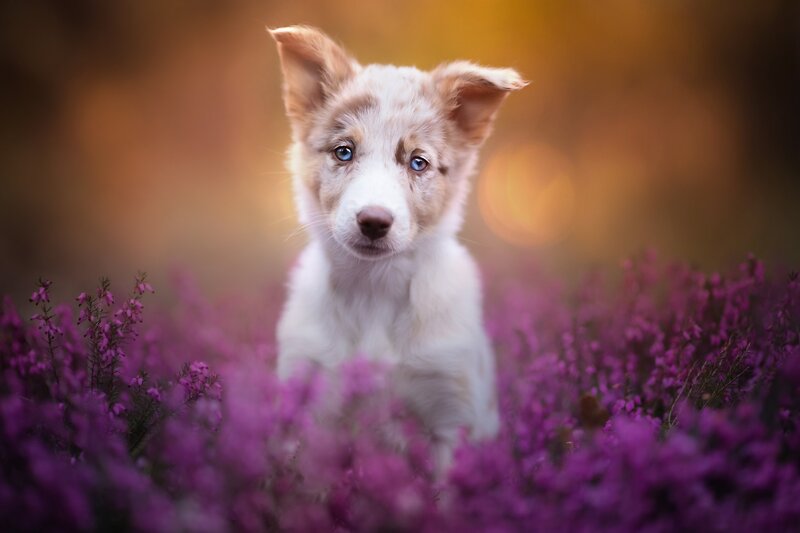 Border Collie Puppy — Purple, Serene