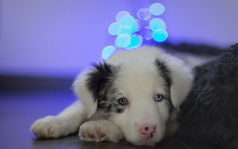 Border Collie Puppy — Purple