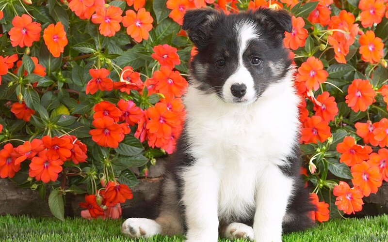 Border Collie Puppy — Red, Calm, Afternoon, Photograph, Flowers