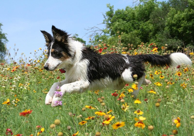 Border Collie Puppy Running