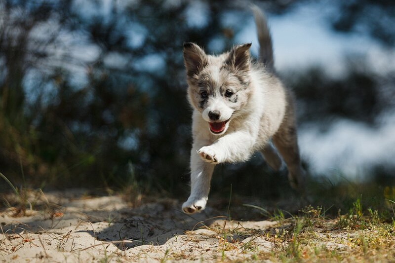 Border Collie Puppy Running — White