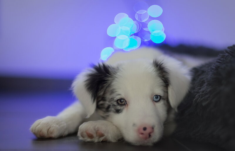 Border Collie Puppy — White, Calm, Night