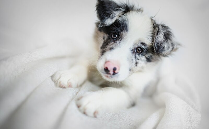Border Collie Puppy — White, Calm, Photograph, Blanket