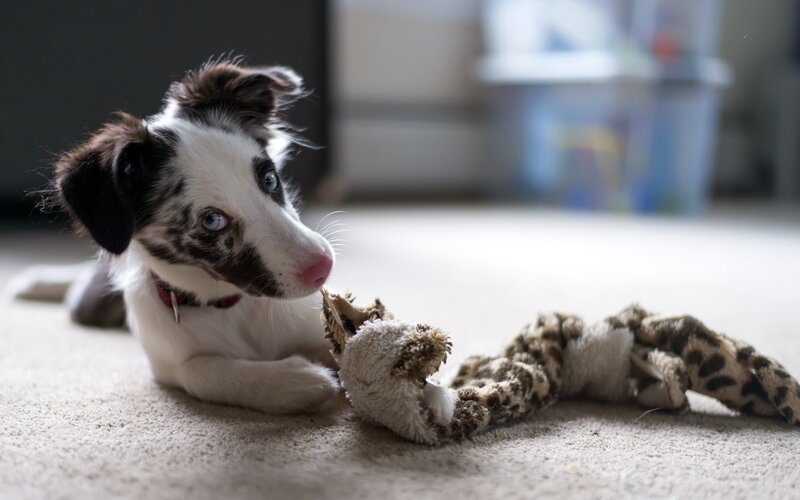 Border Collie Puppy — White, Calm, Photograph