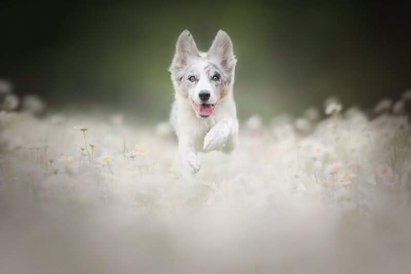 Border Collie Puppy — White, Playful