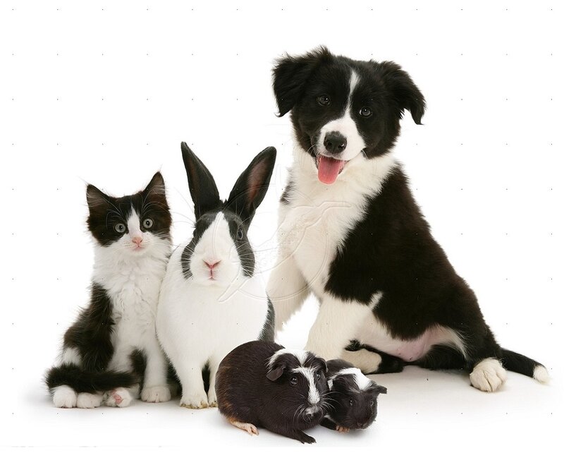 Border Collie Puppy with Pets