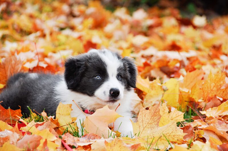 Border Collie Puppy — Yellow