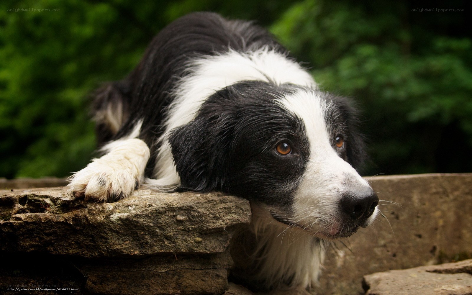 Border Collie resting on stone