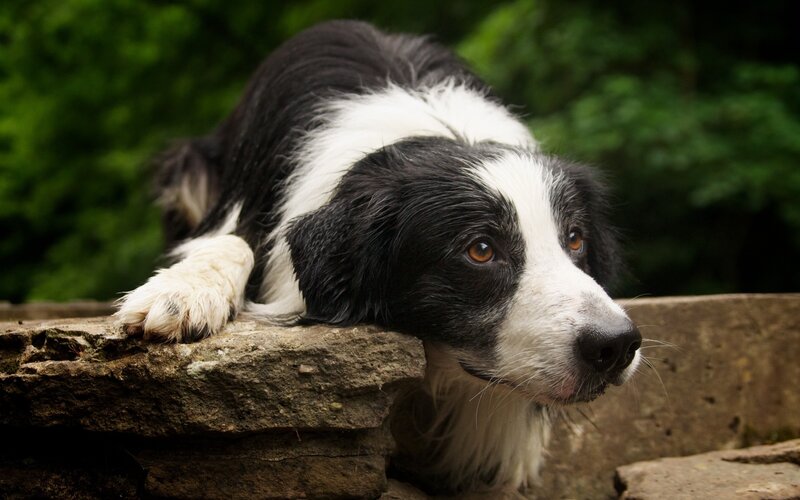 border collie resting on stone