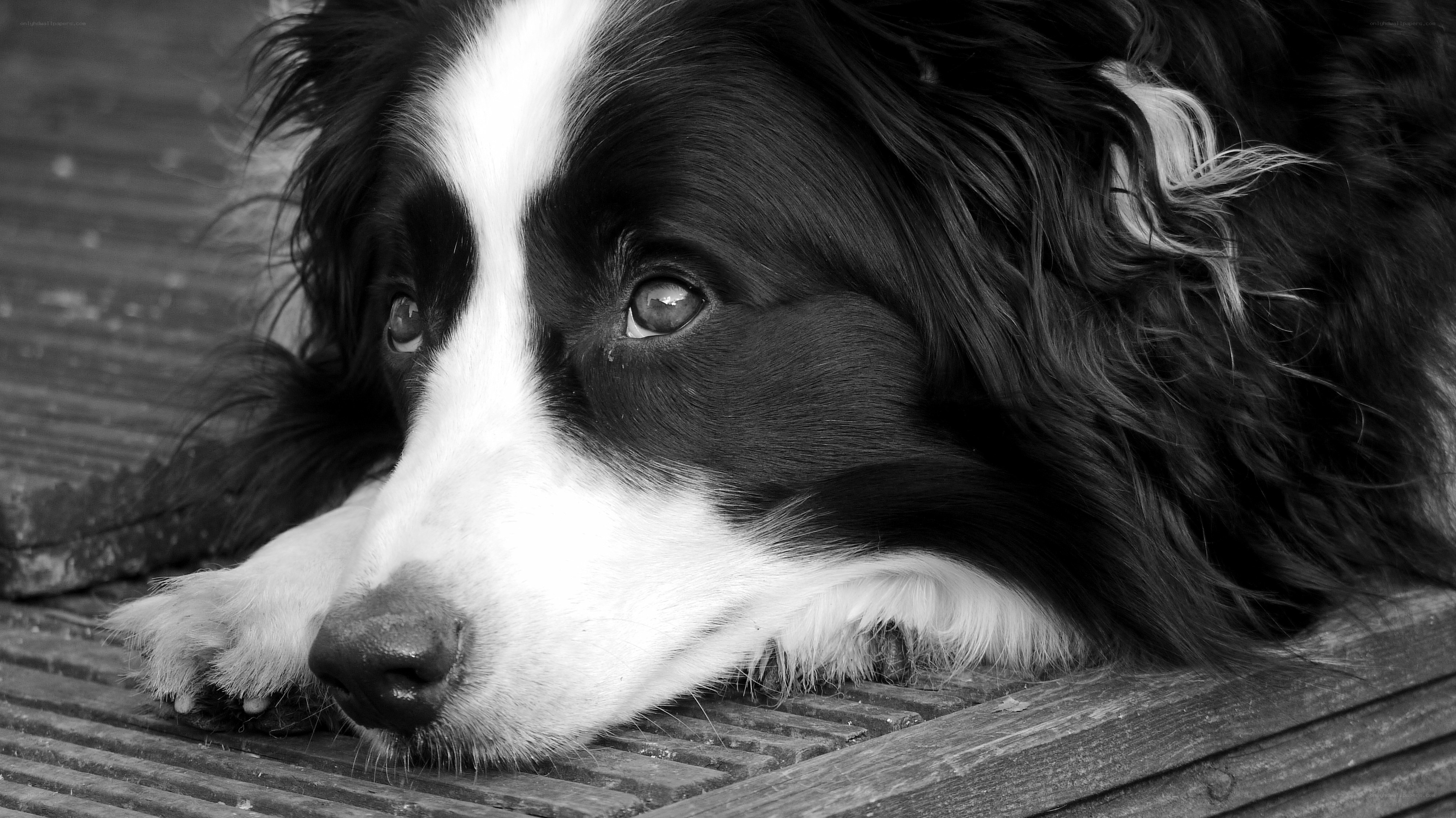 border collie resting on wood