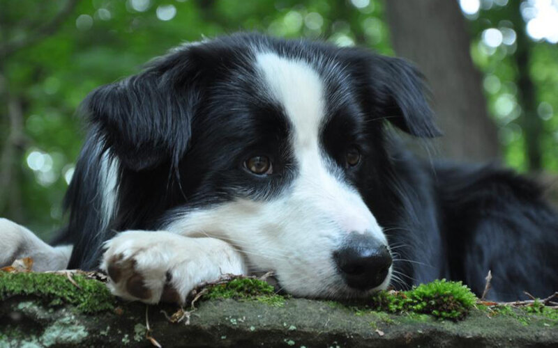 border collie resting outdoors