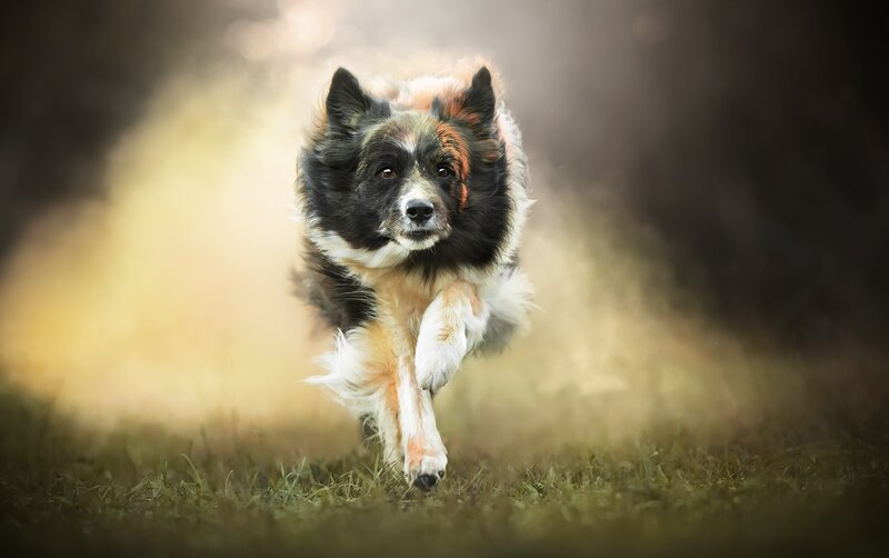 Border Collie Running — Black, Dynamic