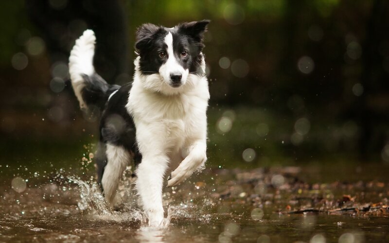 Border Collie Running — Black