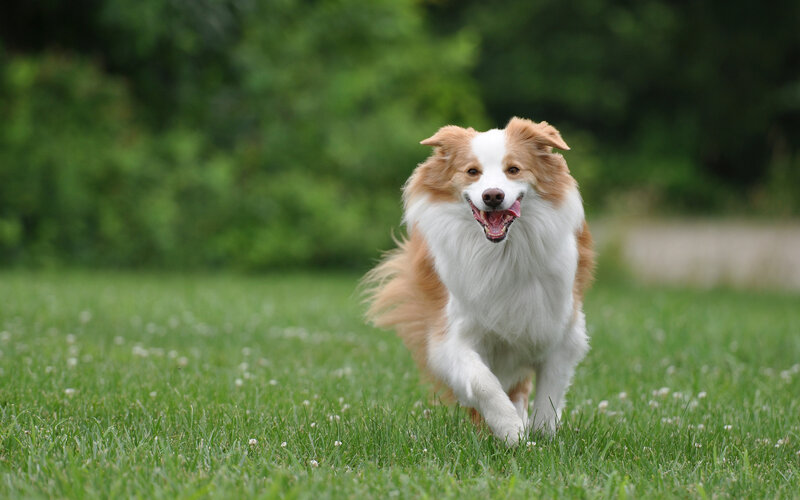 Border Collie Running — Green, Active, Afternoon