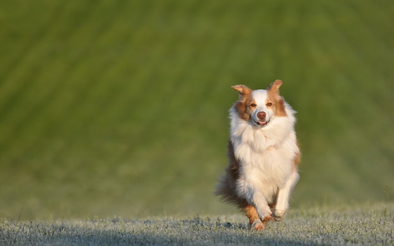 Border Collie Running — Green, Active, Morning
