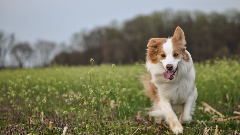 Border Collie Running — Green, Active, Spring, Photograph