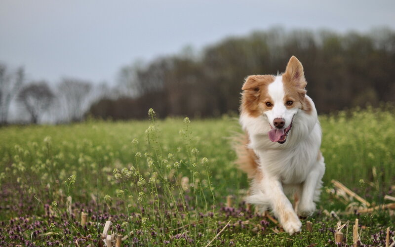 Border Collie Running — Green, Active, Spring