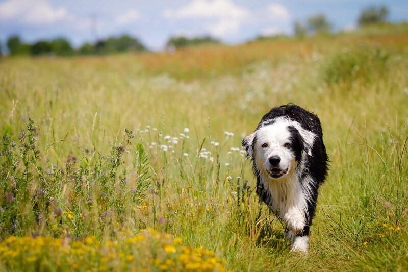 Border Collie Running — Green, Active, Summer