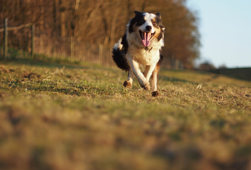 Border Collie Running — Green, Active