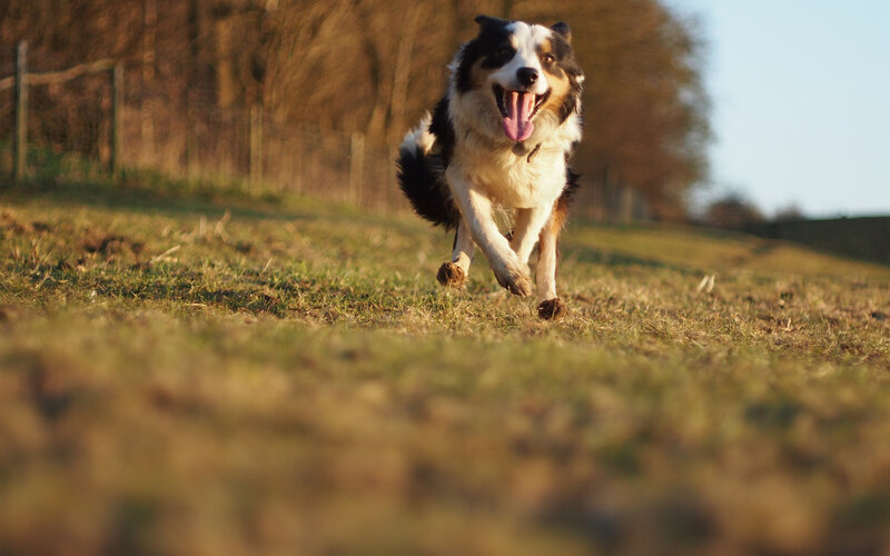Border Collie Running — Green, Energetic