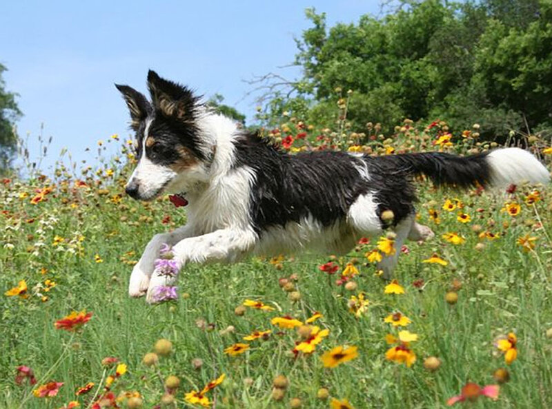Border Collie Running — Green