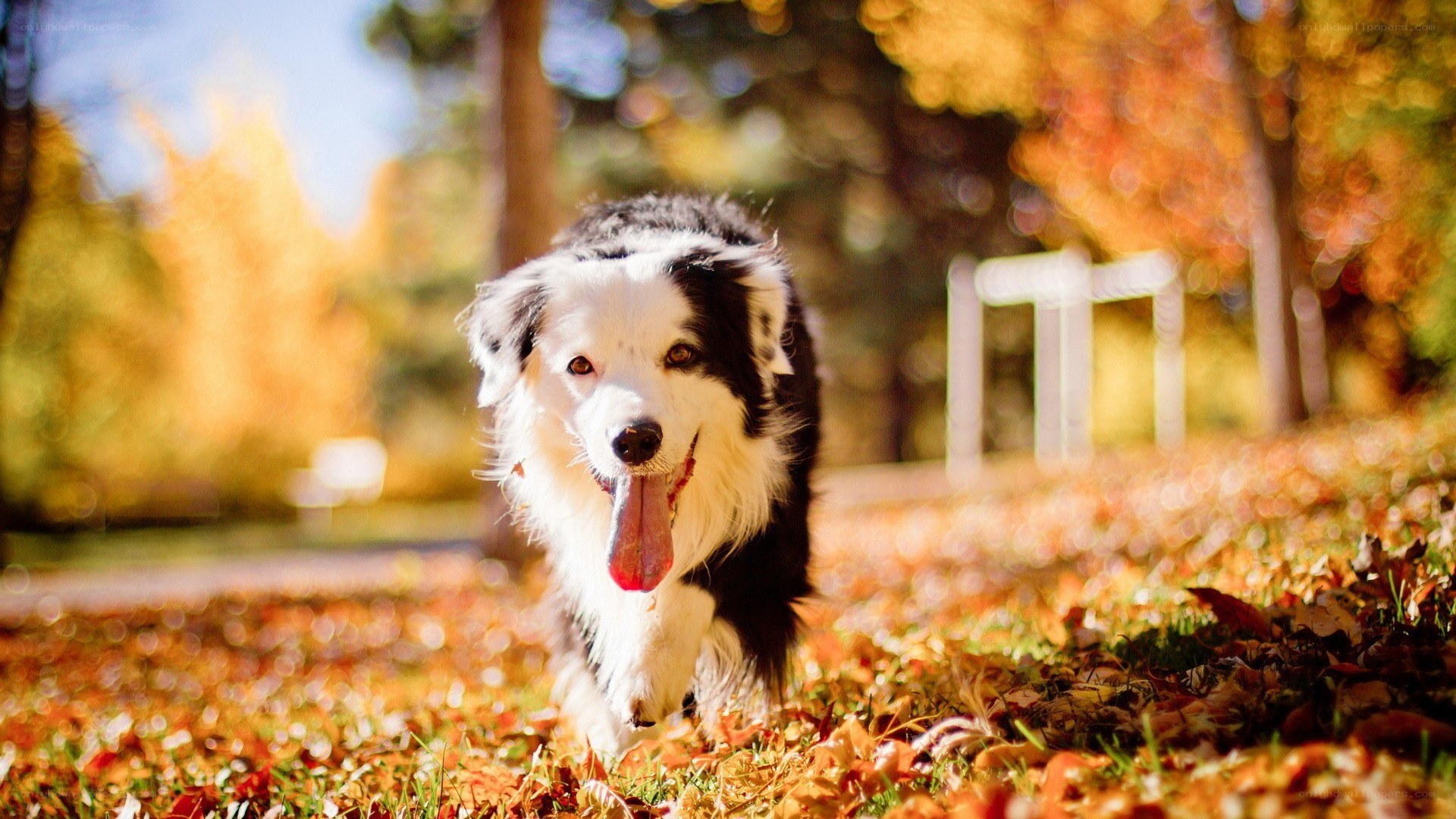 Border collie running in autumn