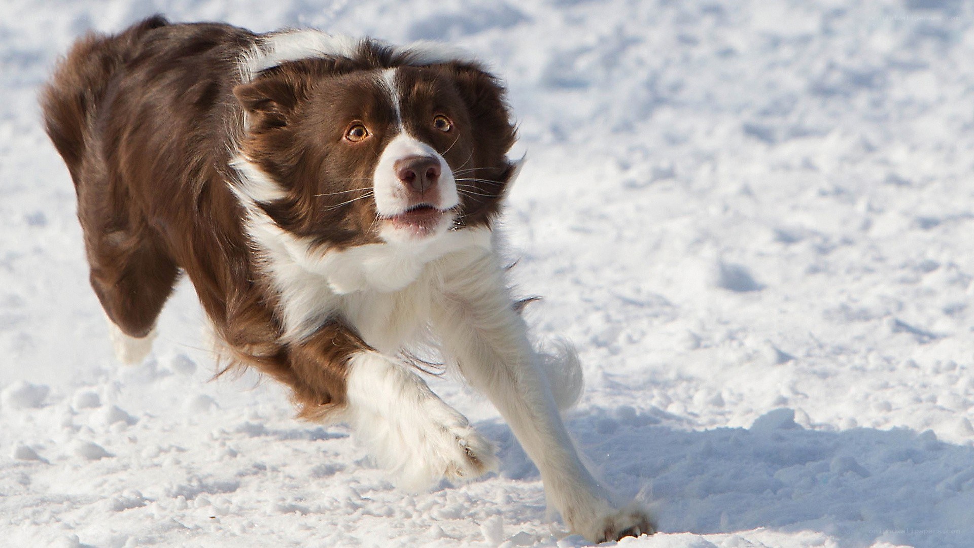 Border collie running in snow