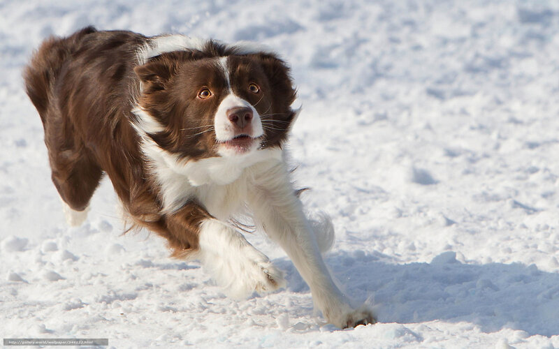 Border Collie running in snow