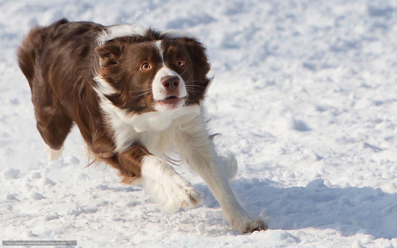 Border Collie running in snow