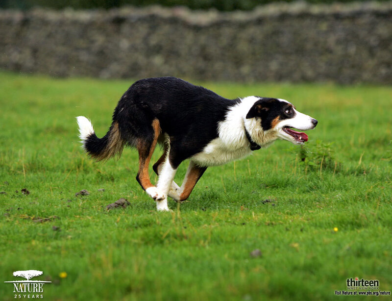 Border Collie Running
