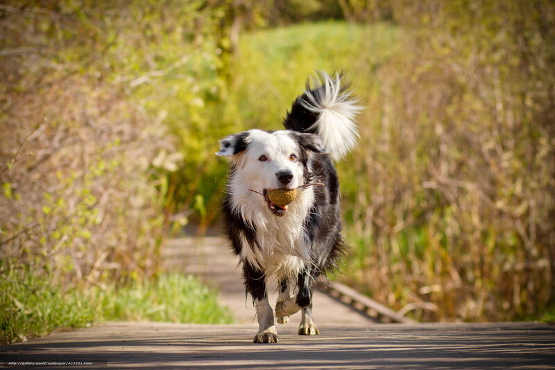 Border collie running with ball