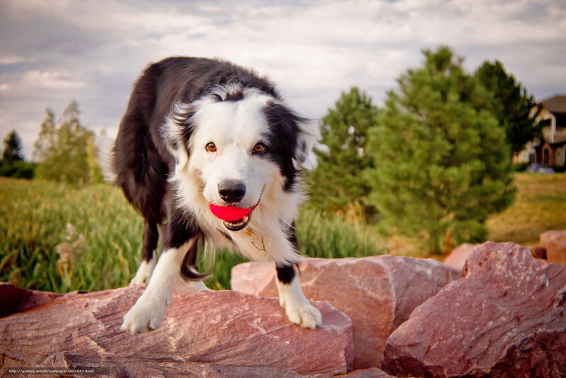 Border Collie with Ball — Black, Playful, Sunset