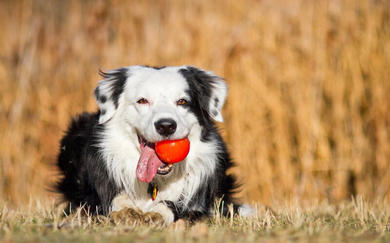 Border Collie with Ball — Black, Playful