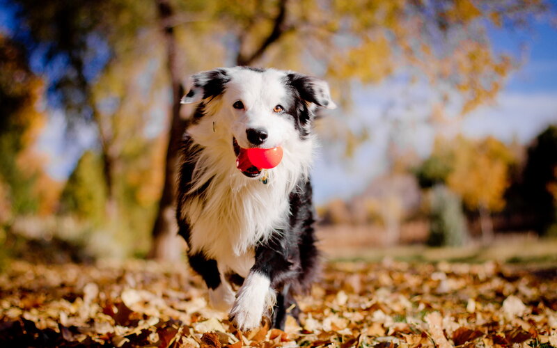 Border Collie with Ball — Brown