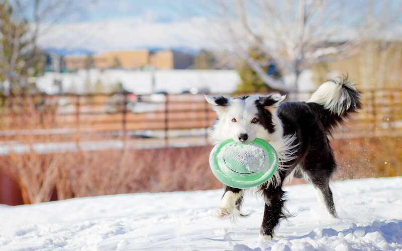 Border Collie with Frisbee — White