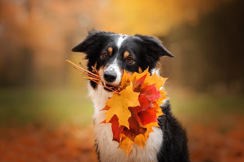Border Collie with Leaves