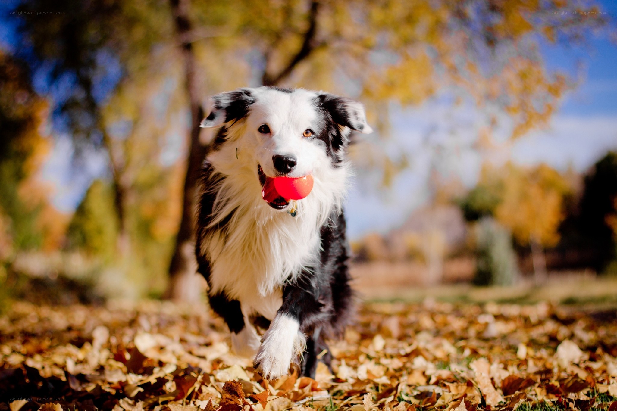 Border collie with red ball