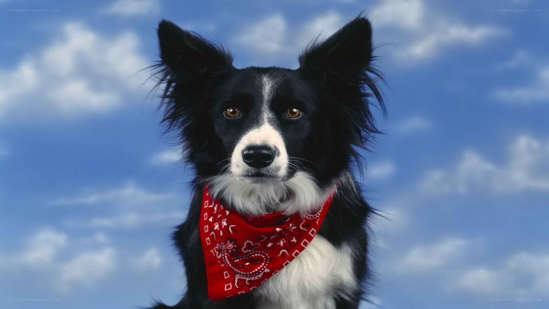 border collie with red bandana