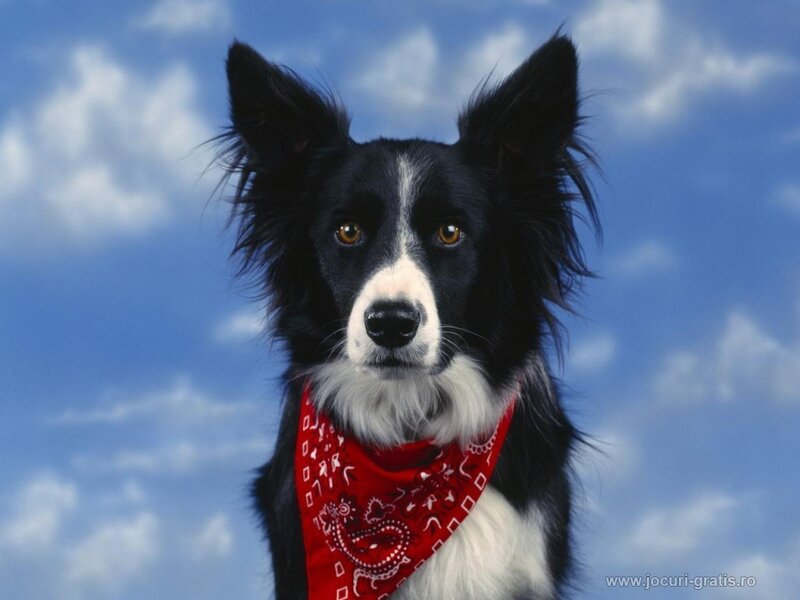 Border Collie with red bandana