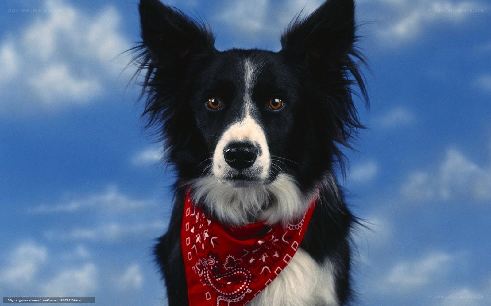 Border Collie with Red Bandana