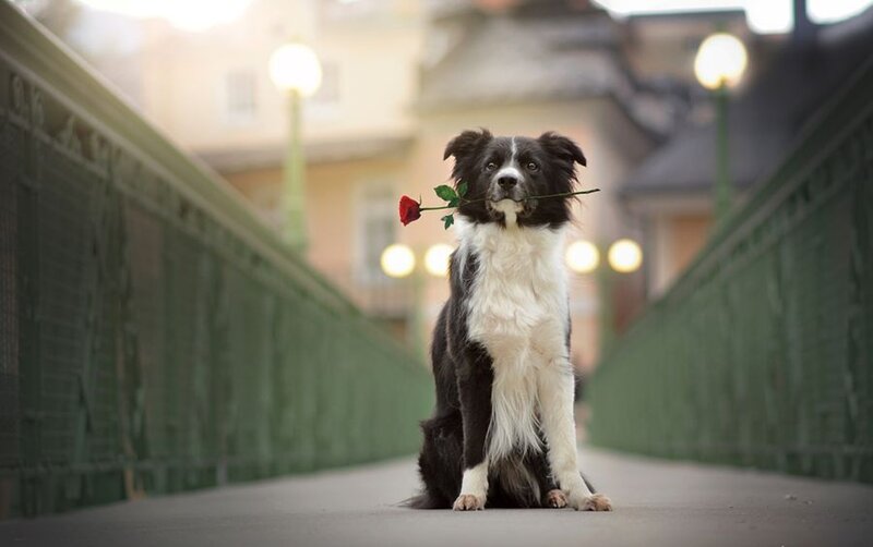 Border Collie with Rose