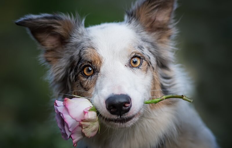 Border Collie with Rose — White