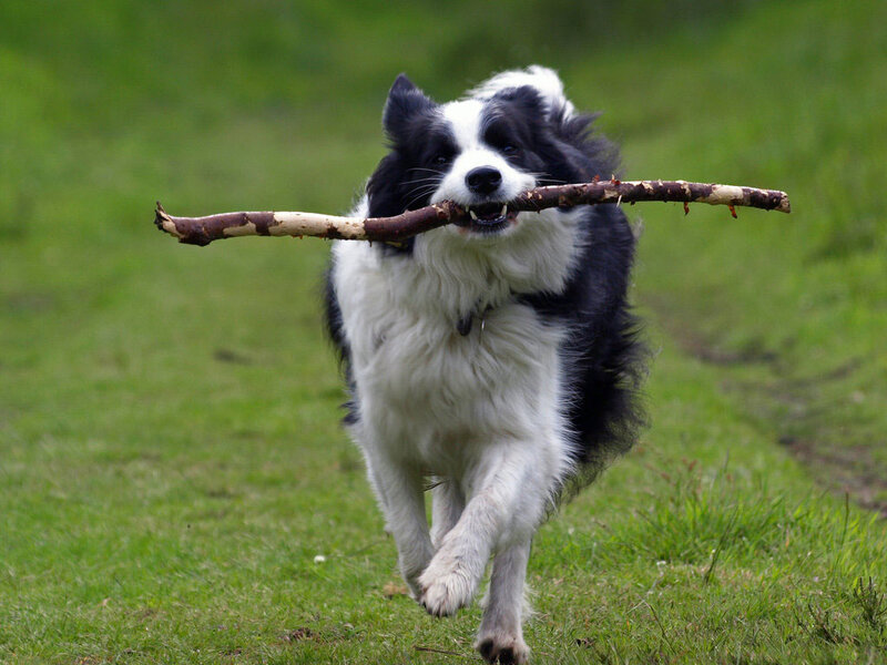 Border Collie with Stick — Green