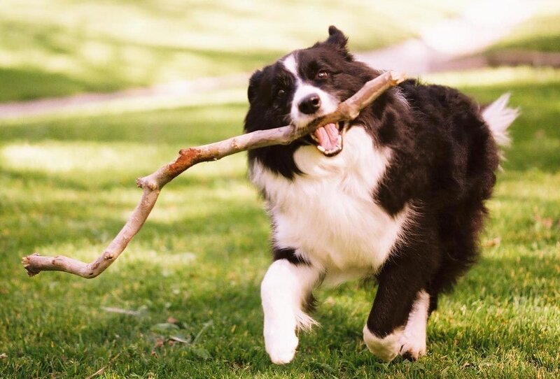 Border Collie with Stick