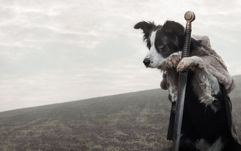 Border Collie with Sword