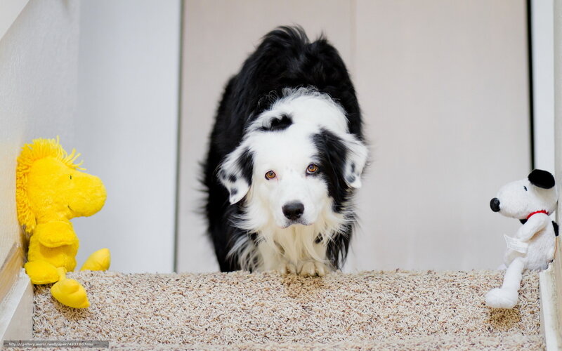 Border Collie with toys