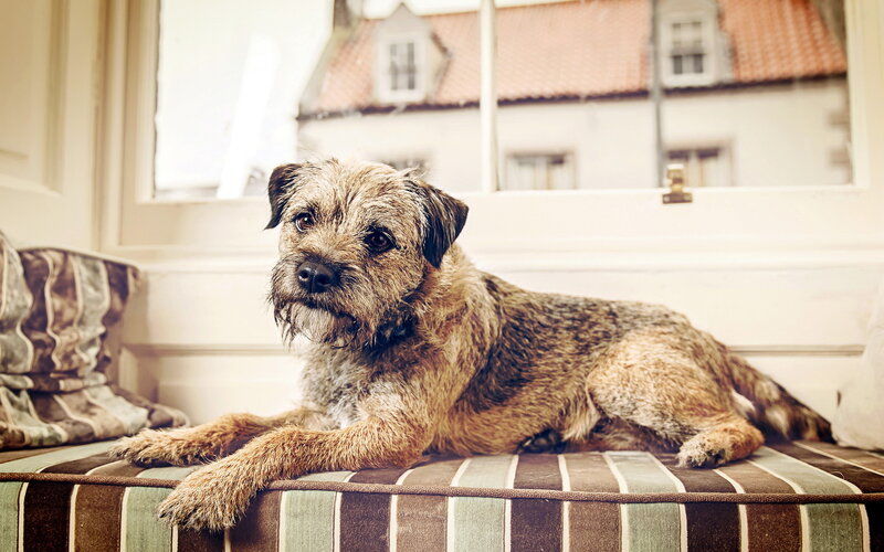 Border Terrier Dog — Brown, Calm