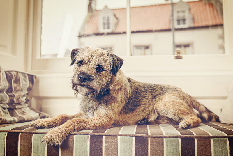 Border Terrier Dog — Brown