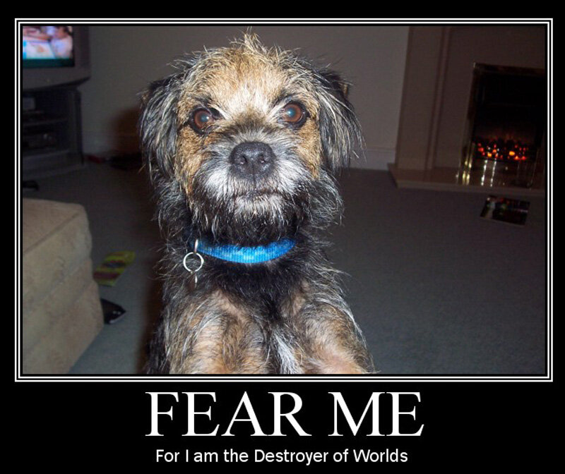 Border Terrier Dog