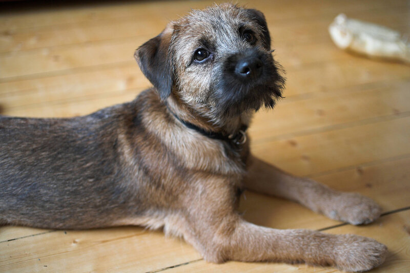 Border Terrier Puppy